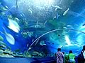 Pattaya Underwater World